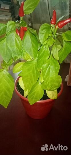 Перец комнатный острый