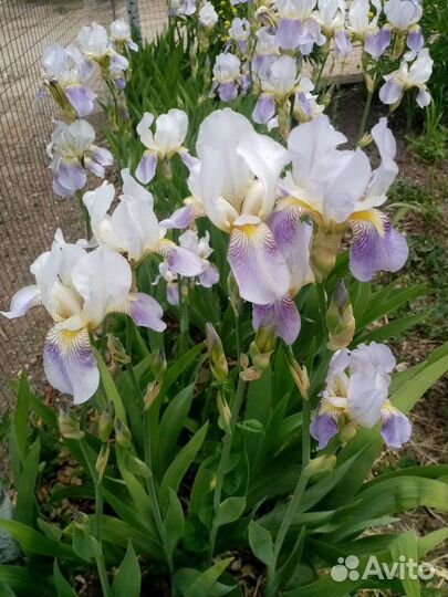 Многолетние цветы