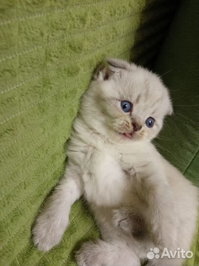 Шотландские вислоухие котята