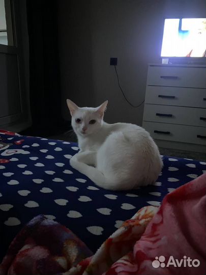 Кошка ищет дом