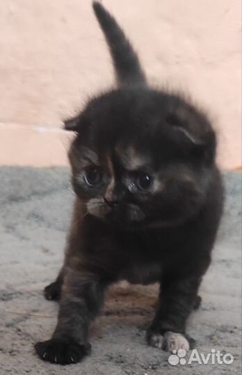 Шотландский котенок девочка