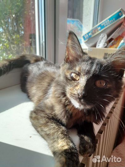 Котенок