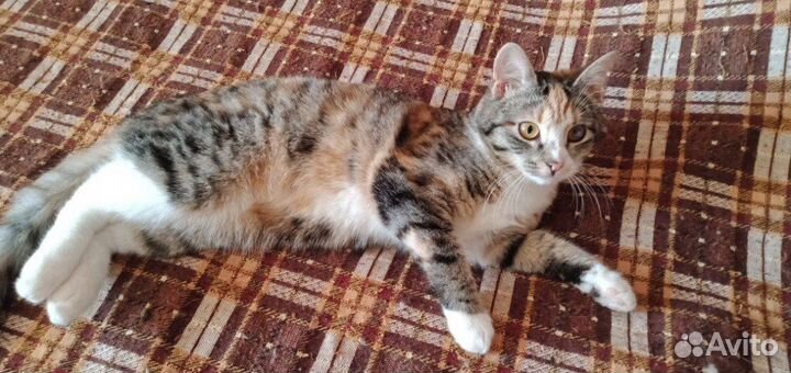 Спасите бездомных Очень ждут своего человека