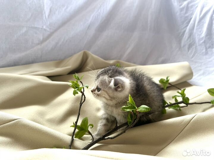 Шотландский котенок девочка
