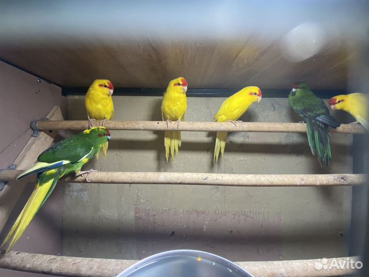 Попугаи оптом волнистые кареллы какарики