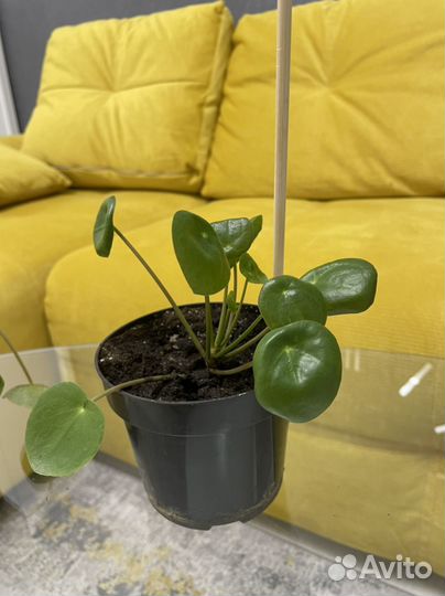 Пилея пеперомиевидная