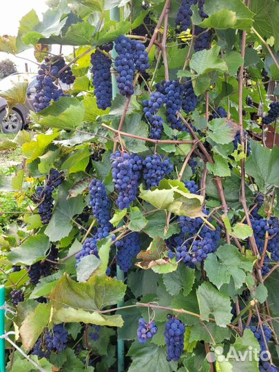 Винный виноград изабелла