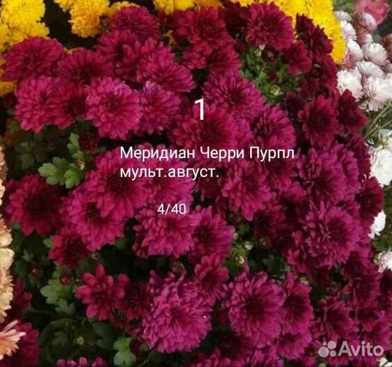 Хризантема