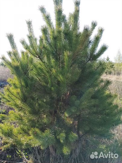 Сосна 2,5м экстра
