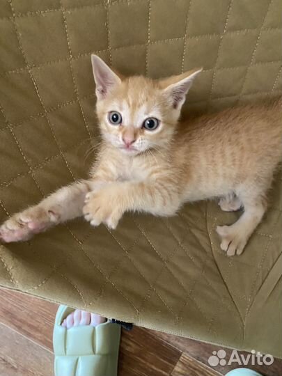 Сибирская кошка