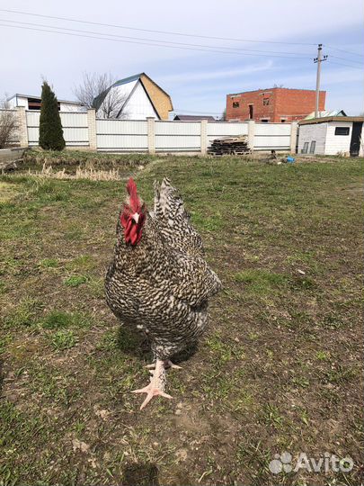 Инкубационное яйцо Мехеленской кукушки