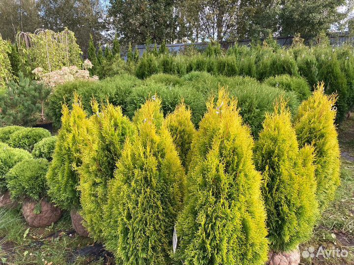 Саженцы Туя Смарагд 140-160 см с гарантией
