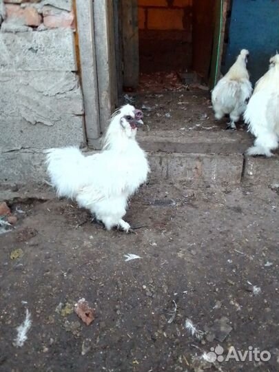 Петух китайский шелковый