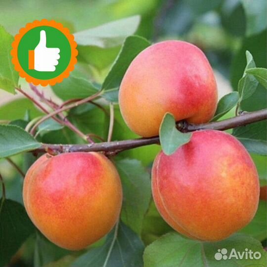 Саженцы абрикос Снегирек