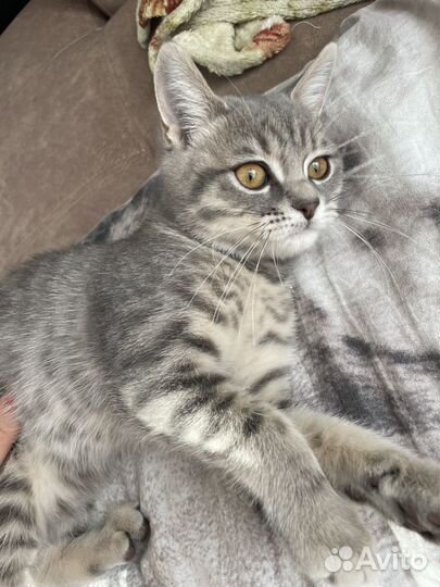 Котенок девочка