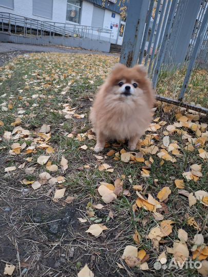 Померанский шпиц мини девочка