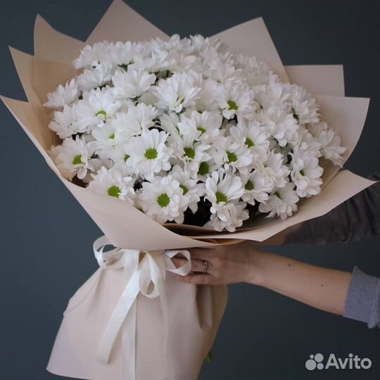 Хризантема ромашка