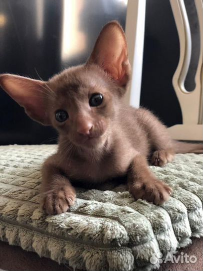 Ориентальная малышка