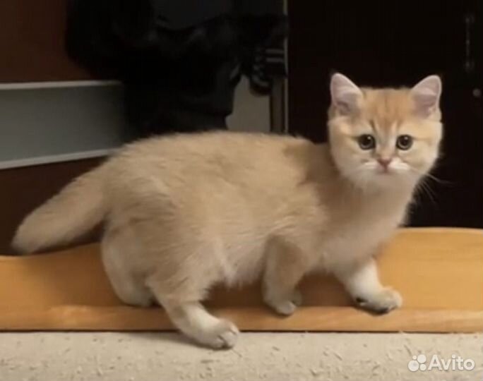 Британский зеленоглазый мальчик,шиншилла.2,5 мес