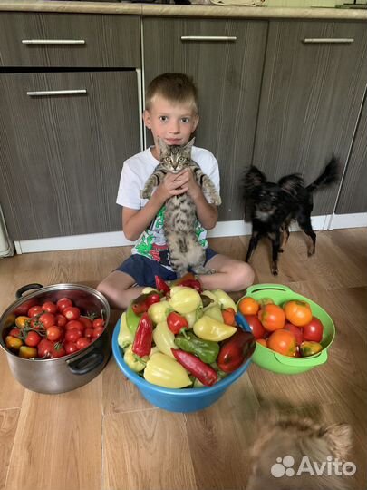 Кошка молоденькая домашняя в добрые руки