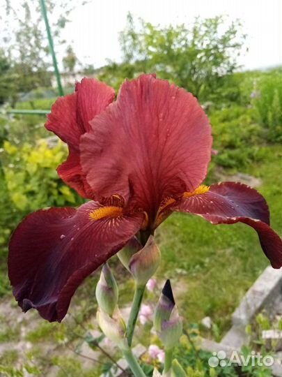 Ирисы бородатые сортовые