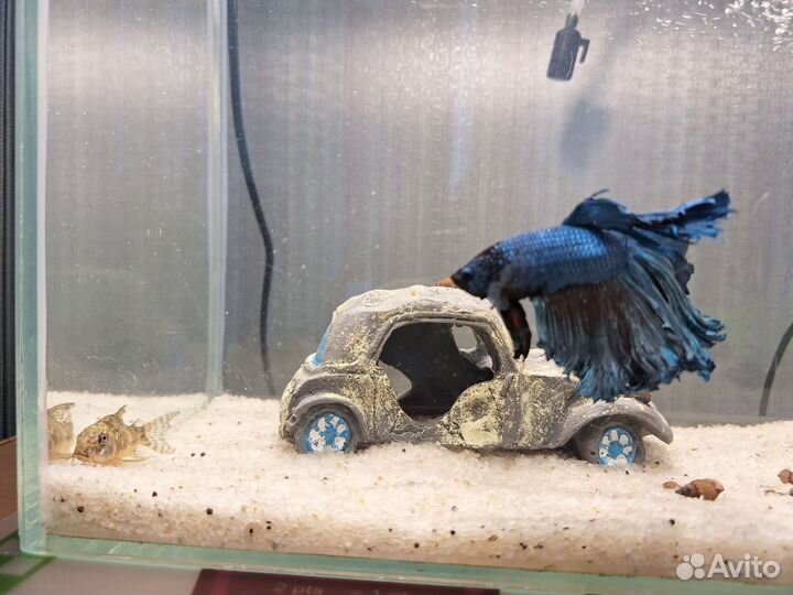 Аквариум 15л с рыбками