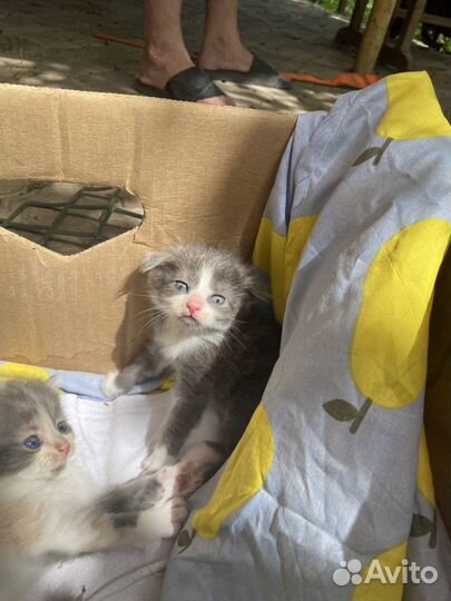Коты в добрые руки