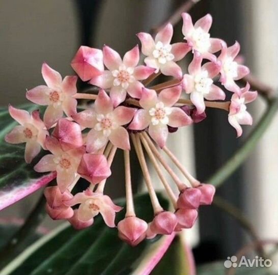 Хойя карноза Gammal, Хойя Макрофилла вар