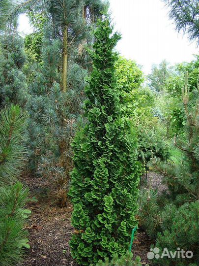 Редкие туи, Туевик вариегата