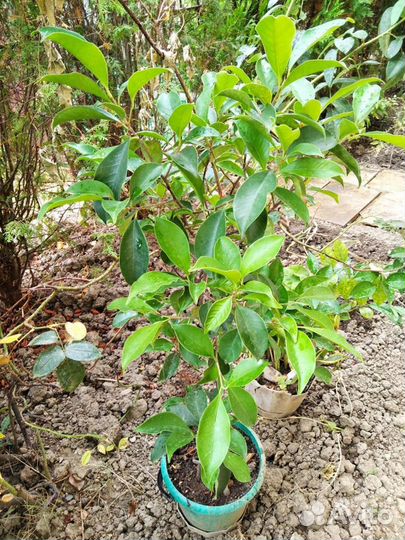 Фикус дерево