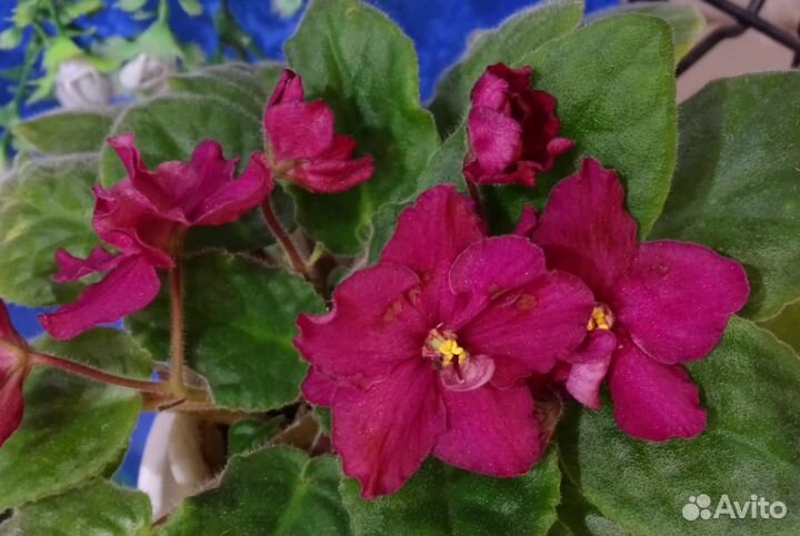 Продам цветы комнатные