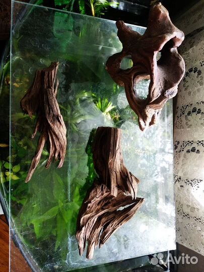 Рыбки гуппи и растительность с аквариумом