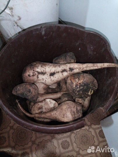 Свекла сахарная на корм для животных