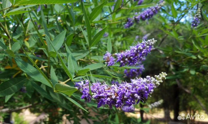 Витекс священный пестролистный