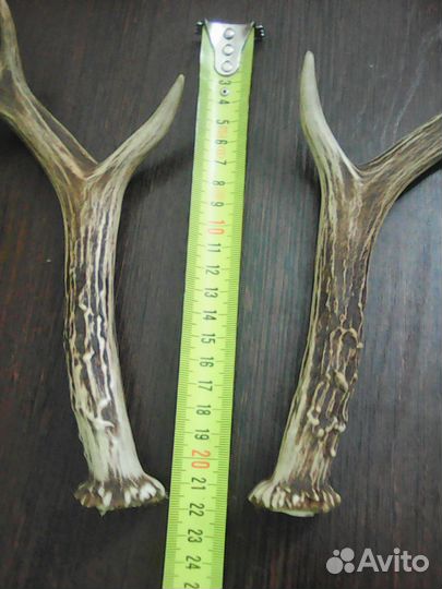 Рога косули