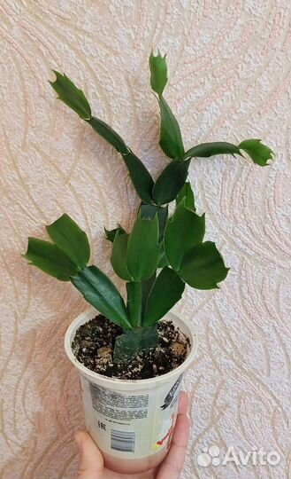 Декабрист, алоэ пестролистное