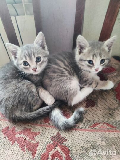 Кошки в добрые руки бесплатно