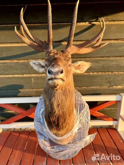 Чучело оленя. Голова марала