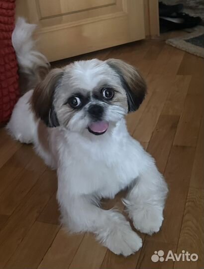 Ши-тцу вязка