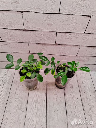 Комнатные растения