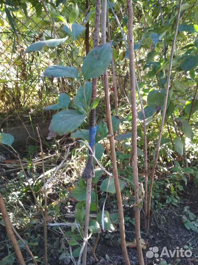 Огородные растения