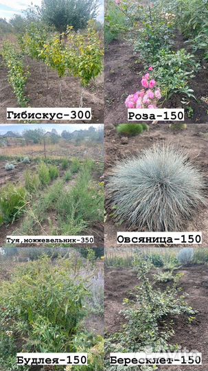 Цветы для сада