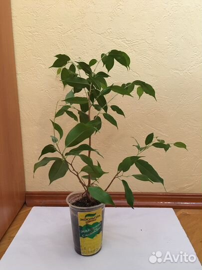 Толстянка крассула, фикус бенжамина