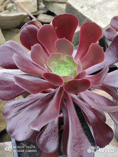 Эониум древовидный, граптопеталум