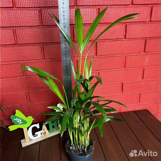 Хризалидокарпус