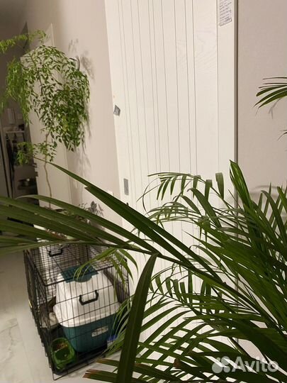 Комнатные растения цветы