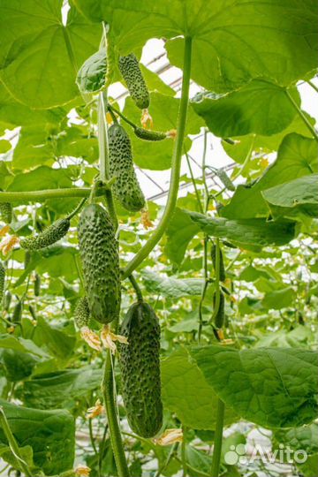 Семена ранних огурцов