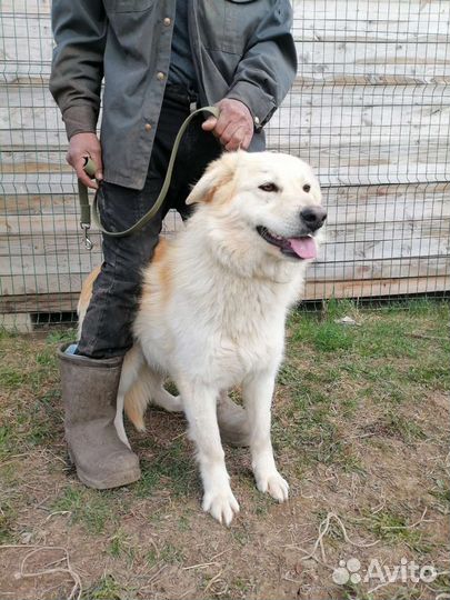 Шикарная, пушистая Снежана ищет дом в добрые руки