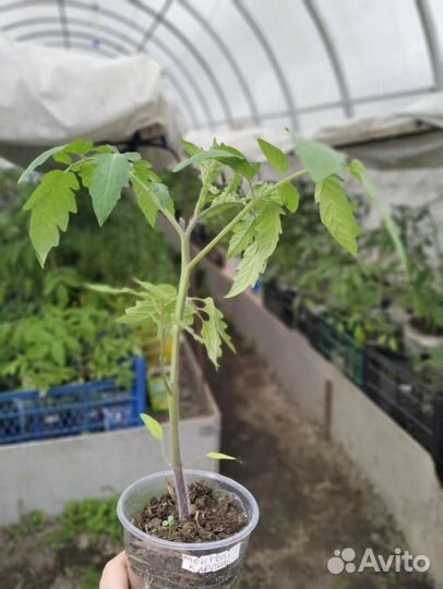 Рассада огурцов,кабачков, тыквы, томатов, цветов