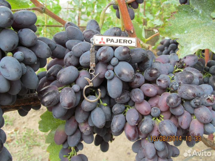Продам саженцы